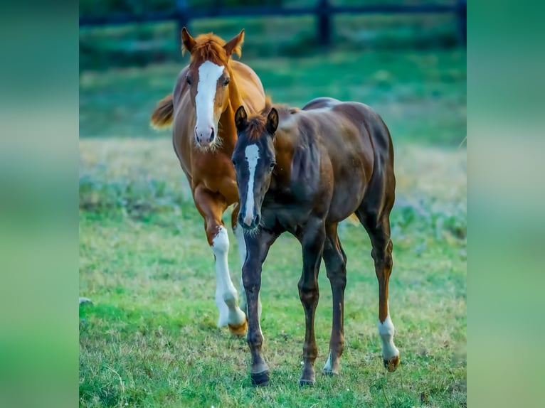 American Quarter Horse Merrie 1 Jaar Donkerbruin in München