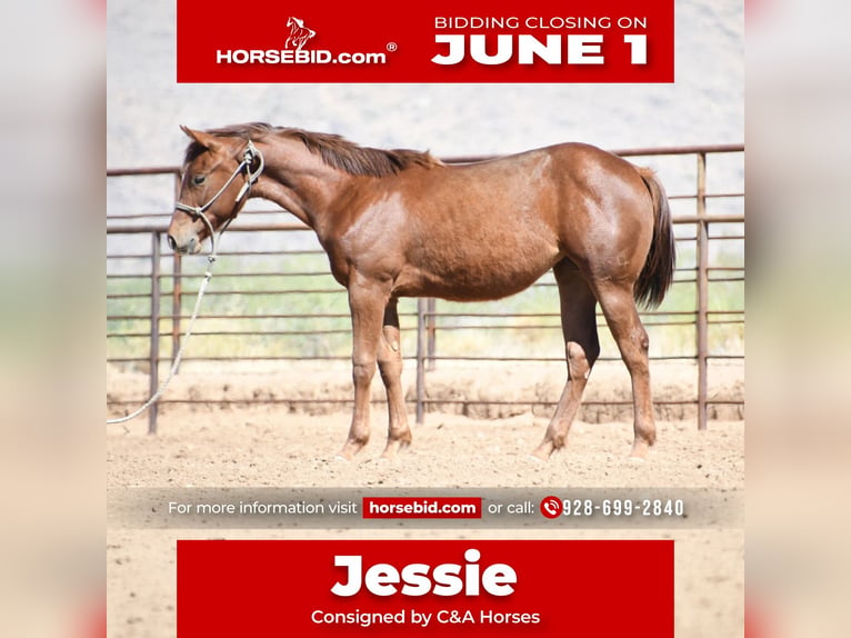 American Quarter Horse Merrie 1 Jaar Donkere-vos in Congress