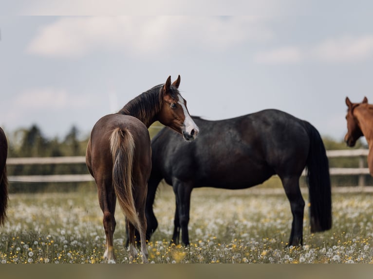 American Quarter Horse Merrie 1 Jaar Donkere-vos in Deining