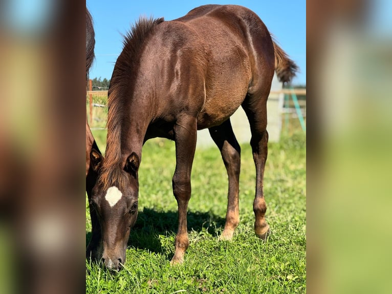 American Quarter Horse Merrie 1 Jaar Donkere-vos in Pleystein  Lohma 11