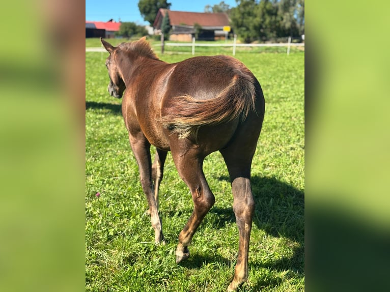 American Quarter Horse Merrie 1 Jaar Donkere-vos in Pleystein  Lohma 11a