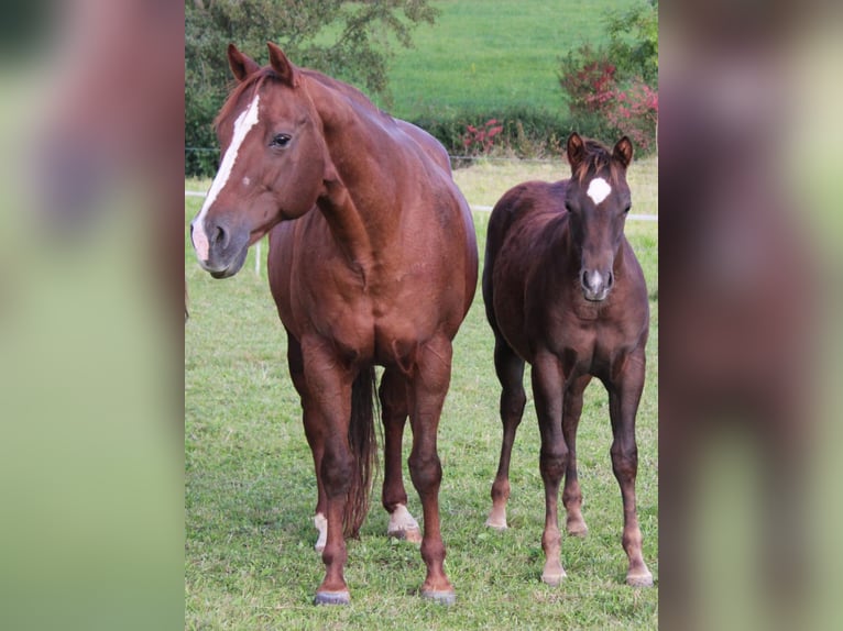 American Quarter Horse Merrie 1 Jaar Donkere-vos in Pleystein  Lohma 11a