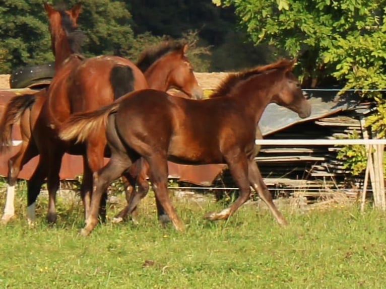 American Quarter Horse Merrie 1 Jaar Donkere-vos in Pleystein  Lohma 11a