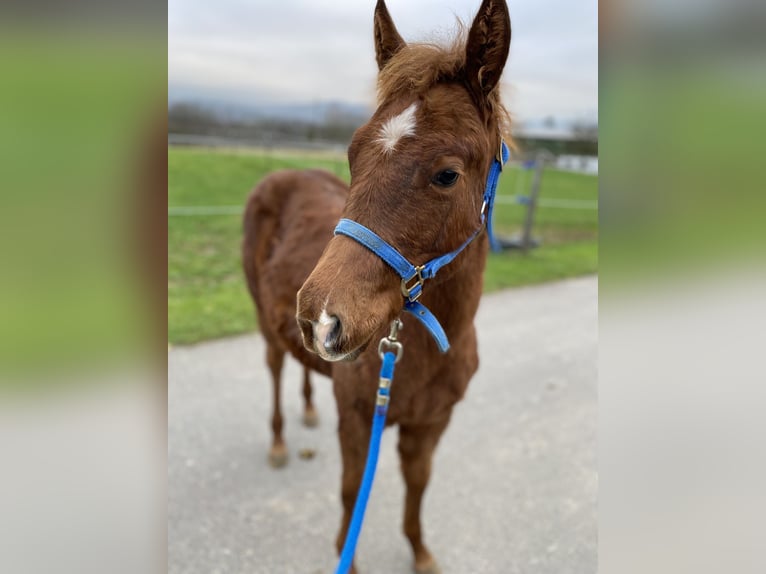 American Quarter Horse Merrie 1 Jaar Donkere-vos in Windeck