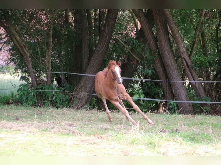 American Quarter Horse Merrie 1 Jaar Donkere-vos in Twistetal