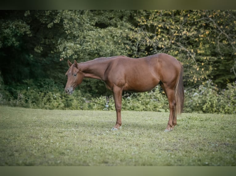 American Quarter Horse Merrie 1 Jaar Donkere-vos in Lindlar