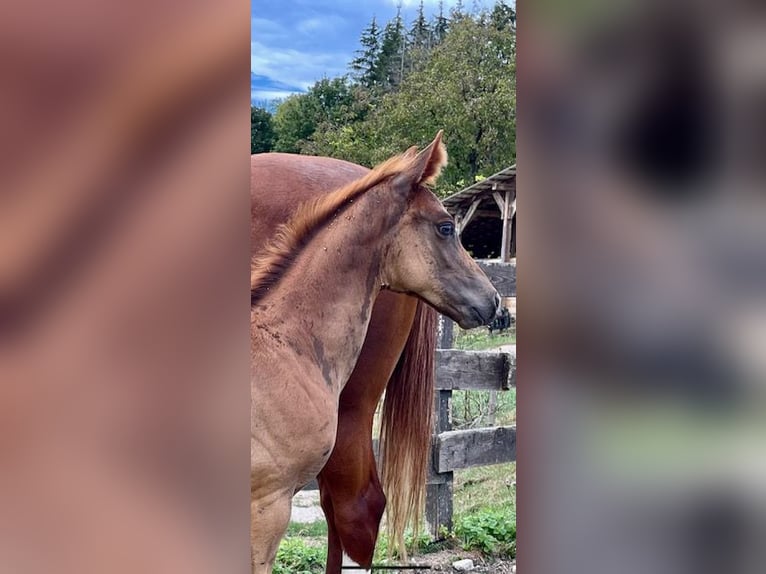 American Quarter Horse Merrie 1 Jaar Donkere-vos in Rheinfelden