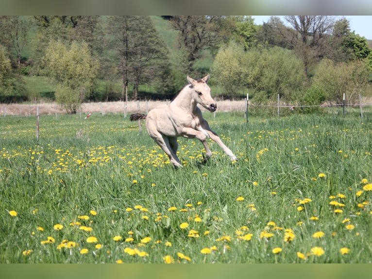 American Quarter Horse Merrie 1 Jaar Falbe in Blomberg