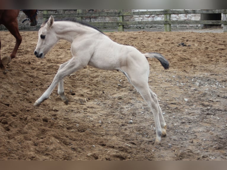 American Quarter Horse Merrie 1 Jaar Falbe in Blomberg
