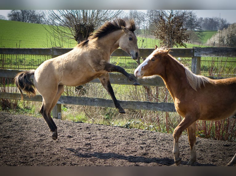 American Quarter Horse Merrie 1 Jaar Falbe in Blomberg