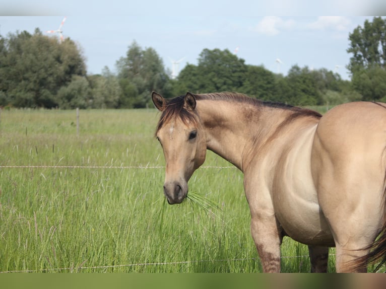 American Quarter Horse Merrie 1 Jaar Falbe in Blomberg