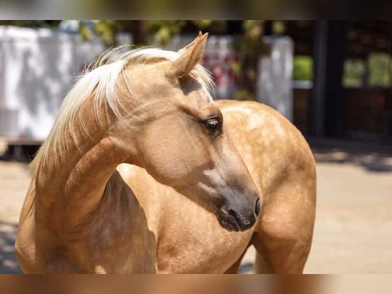 American Quarter Horse Merrie 1 Jaar Palomino in Norco