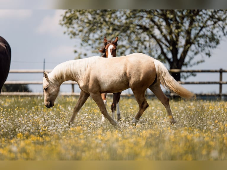 American Quarter Horse Merrie 1 Jaar Palomino in Deining