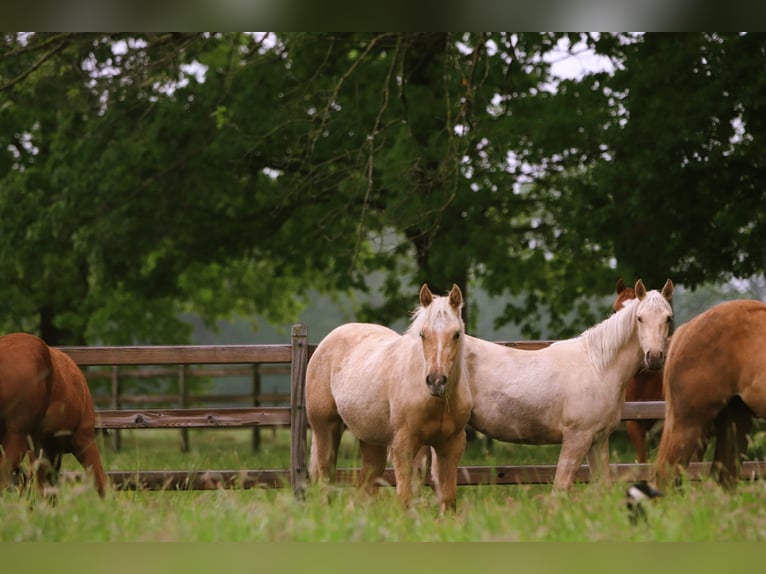 American Quarter Horse Merrie 1 Jaar Palomino in Putte
