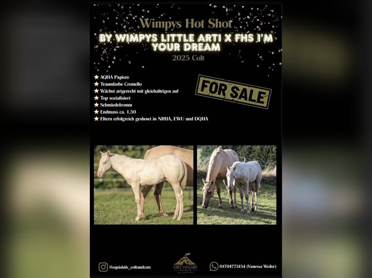 American Quarter Horse Merrie 1 Jaar Palomino in Mehren