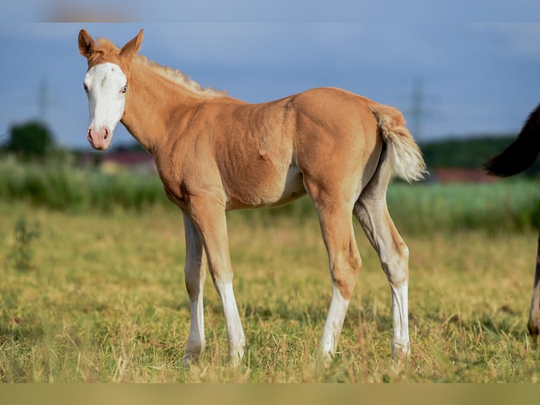 American Quarter Horse Merrie 1 Jaar Palomino in Ehingen