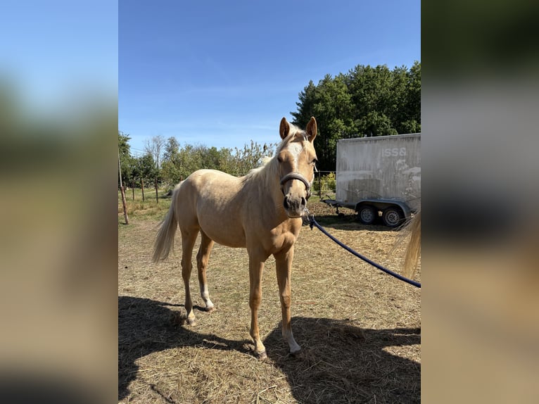 American Quarter Horse Merrie 1 Jaar Palomino in Schriek