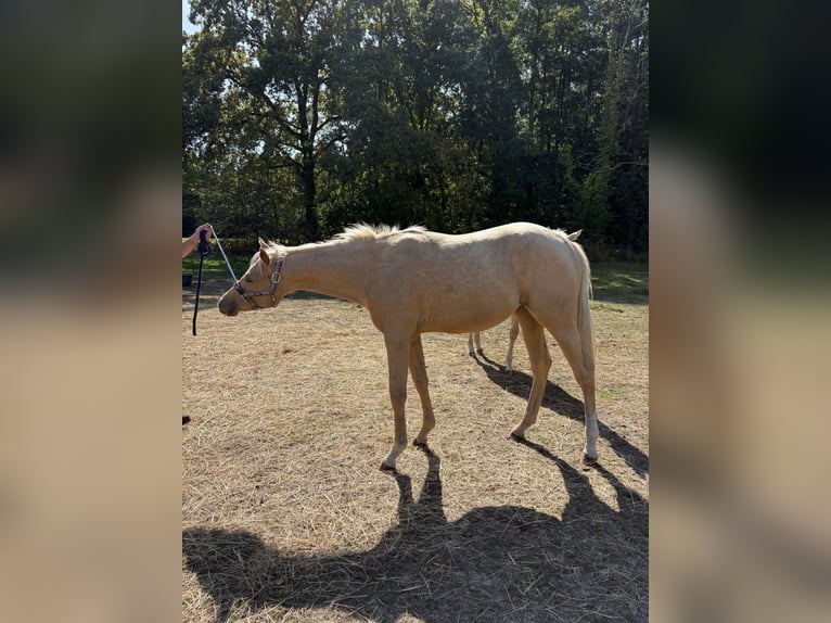 American Quarter Horse Merrie 1 Jaar Palomino in Schriek