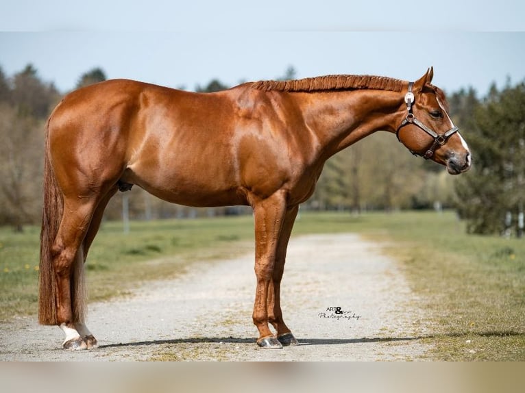 American Quarter Horse Merrie 1 Jaar Palomino in Schriek
