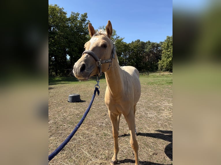 American Quarter Horse Merrie 1 Jaar Palomino in Schriek
