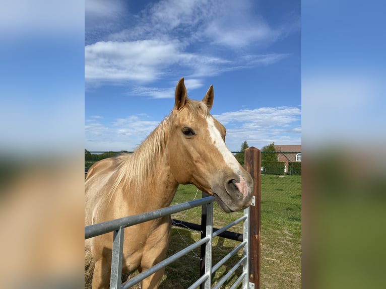 American Quarter Horse Merrie 1 Jaar Palomino in Schriek