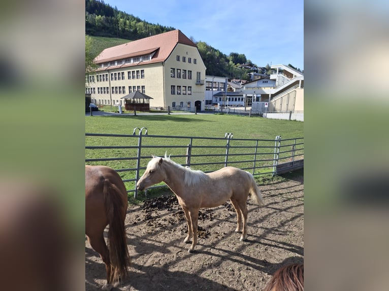 American Quarter Horse Merrie 1 Jaar Palomino in Steinach am Brenner