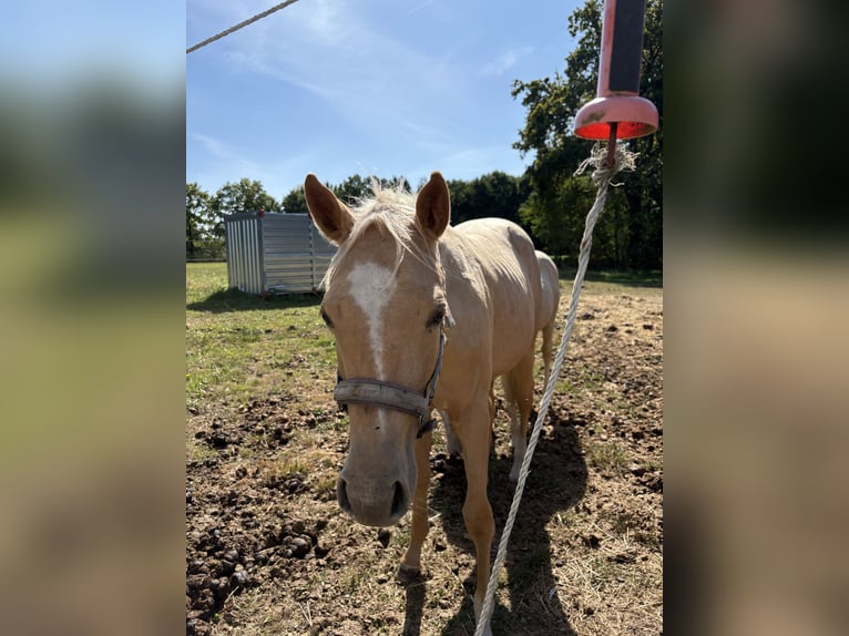 American Quarter Horse Merrie 1 Jaar Palomino in Schriek