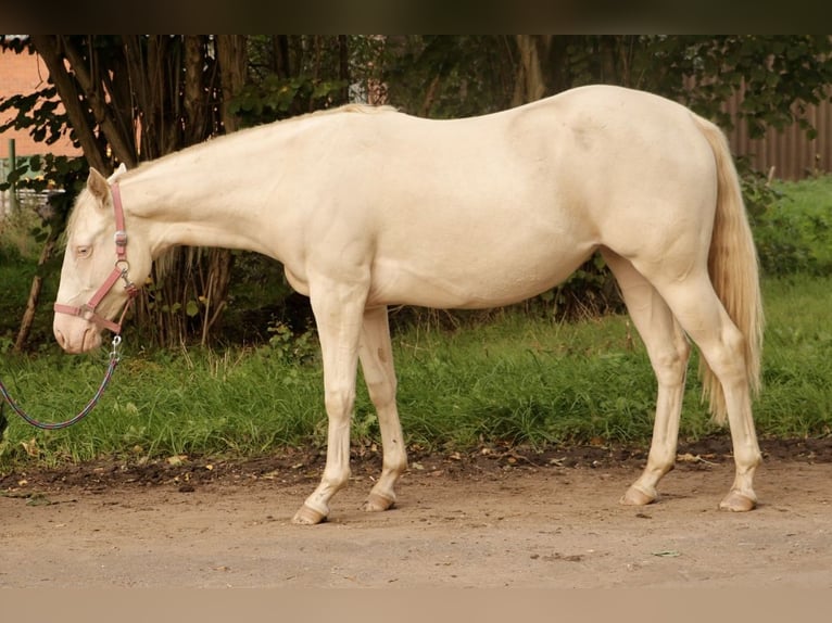 American Quarter Horse Merrie 1 Jaar Perlino in Haren