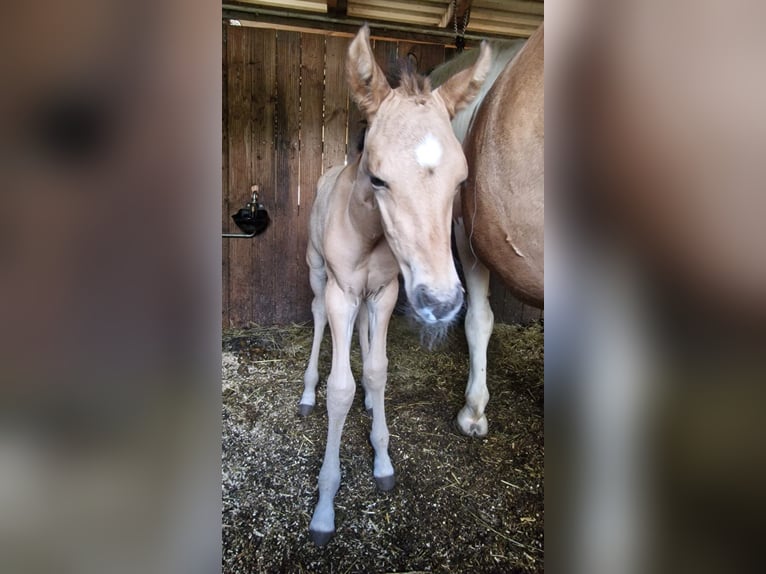 American Quarter Horse Merrie 1 Jaar Red Dun in Rheinfelden