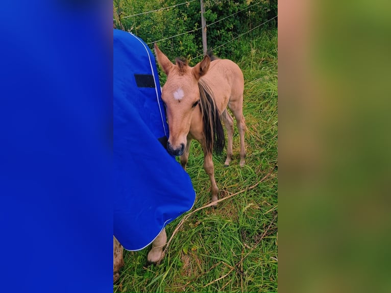 American Quarter Horse Merrie 1 Jaar Red Dun in Rheinfelden