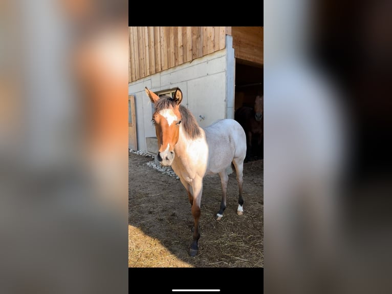 American Quarter Horse Merrie 1 Jaar Roan-Bay in Brugg AG