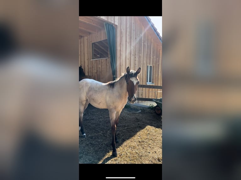 American Quarter Horse Merrie 1 Jaar Roan-Bay in Brugg AG