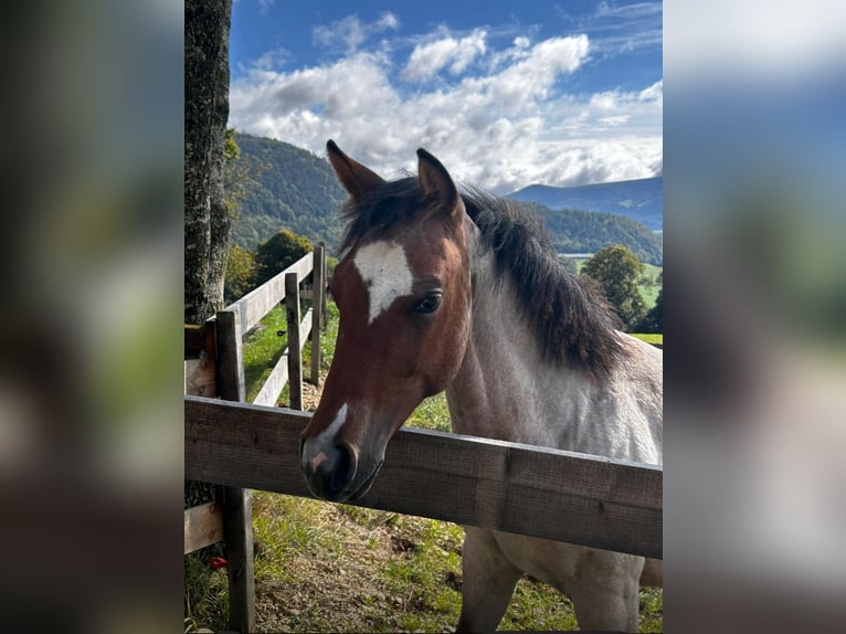 American Quarter Horse Merrie 1 Jaar Roan-Bay in Brugg AG