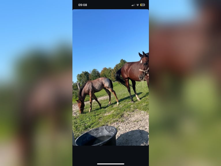 American Quarter Horse Merrie 1 Jaar Roan-Bay in Wangerland Hohenkirchen