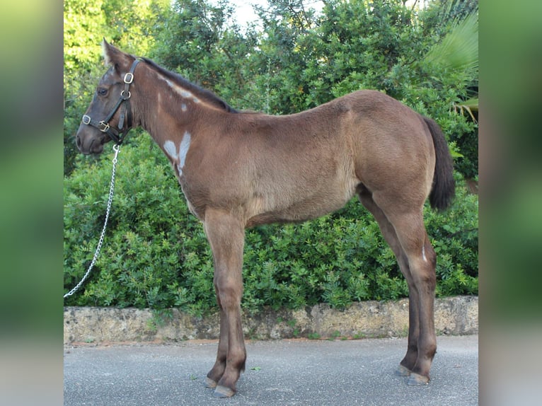 American Quarter Horse Merrie 1 Jaar Roan-Blue in Mallorca