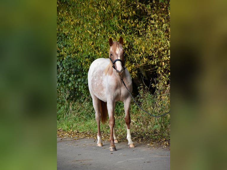 American Quarter Horse Merrie 1 Jaar Roan-Red in Bubach