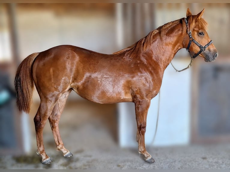 American Quarter Horse Merrie 1 Jaar Roodvos in slagelse