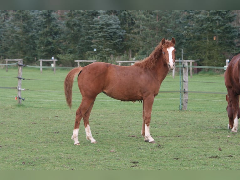 American Quarter Horse Merrie 1 Jaar Roodvos in Maarheeze
