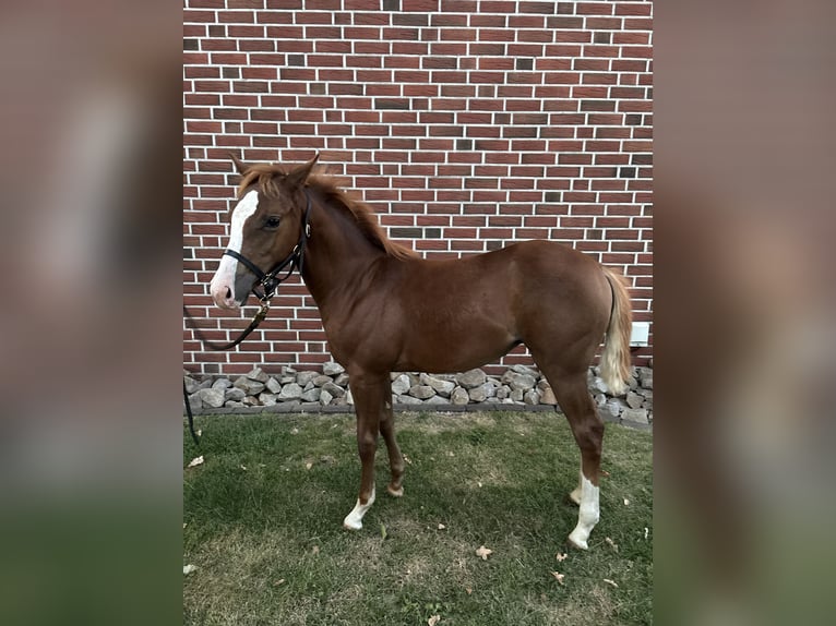 American Quarter Horse Merrie 1 Jaar Vos in Haren