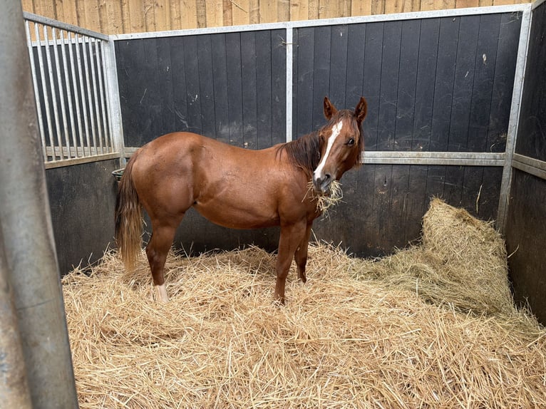 American Quarter Horse Merrie 1 Jaar Vos in Lentilly