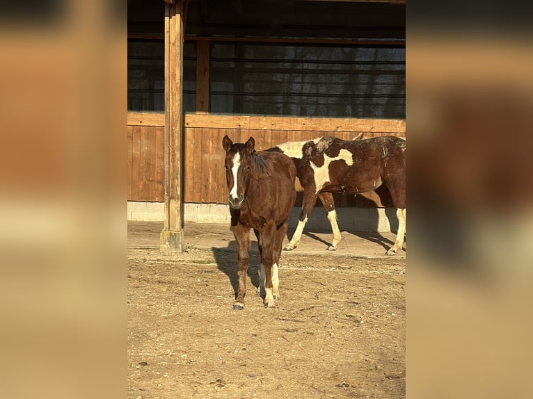 American Quarter Horse Merrie 1 Jaar Vos in Mooslargue