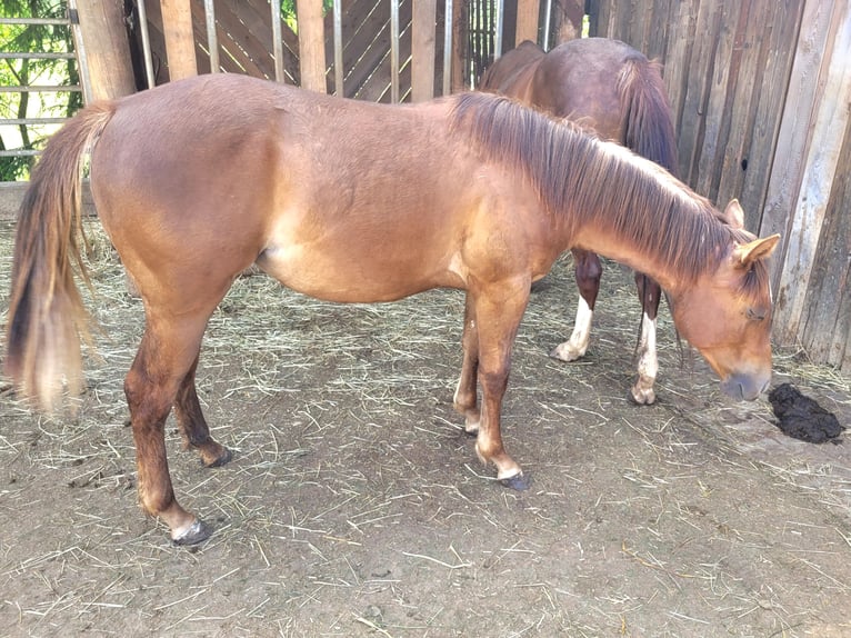 American Quarter Horse Merrie 1 Jaar Vos in Pleystein  Lohma 11