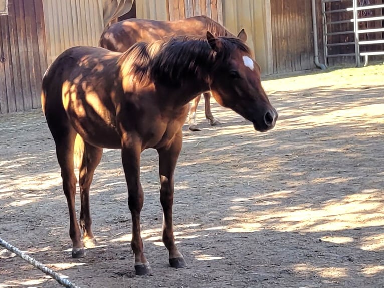 American Quarter Horse Merrie 1 Jaar Vos in Pleystein  Lohma 11