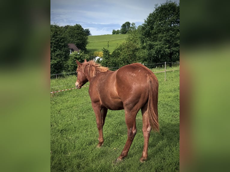 American Quarter Horse Merrie 1 Jaar Vos in Radevormwald