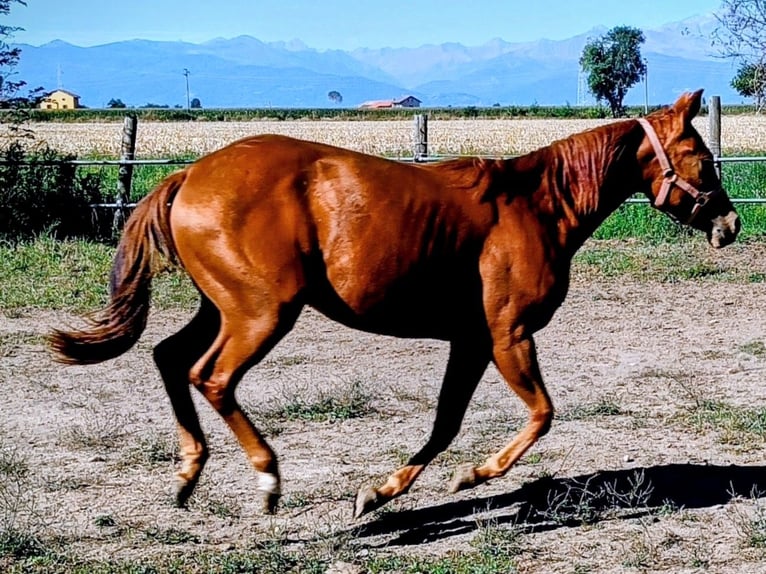 American Quarter Horse Merrie 1 Jaar Vos in Fossano