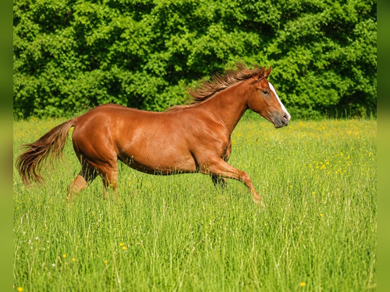 American Quarter Horse Merrie 1 Jaar Vos in Laubach