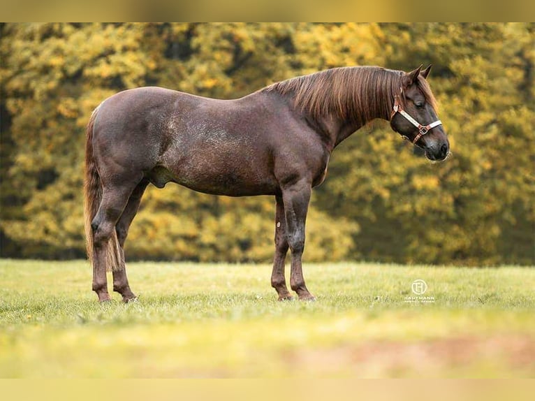 American Quarter Horse Merrie 1 Jaar Vos in Zerbst