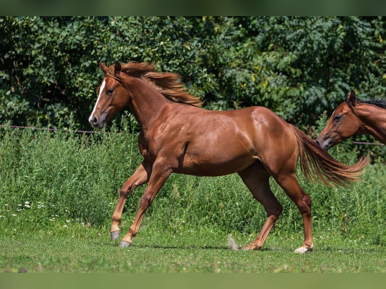 American Quarter Horse Merrie 1 Jaar Vos in Dietenheim