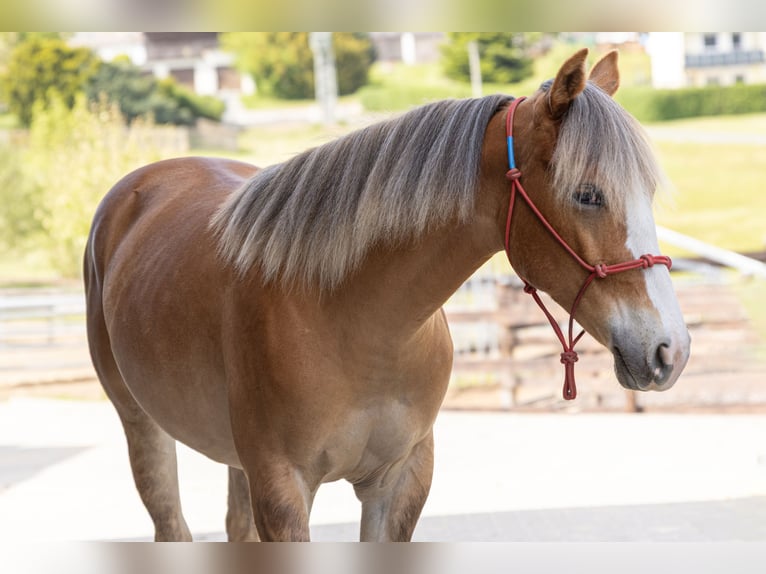 American Quarter Horse Merrie 1 Jaar Vos in Gefrees
