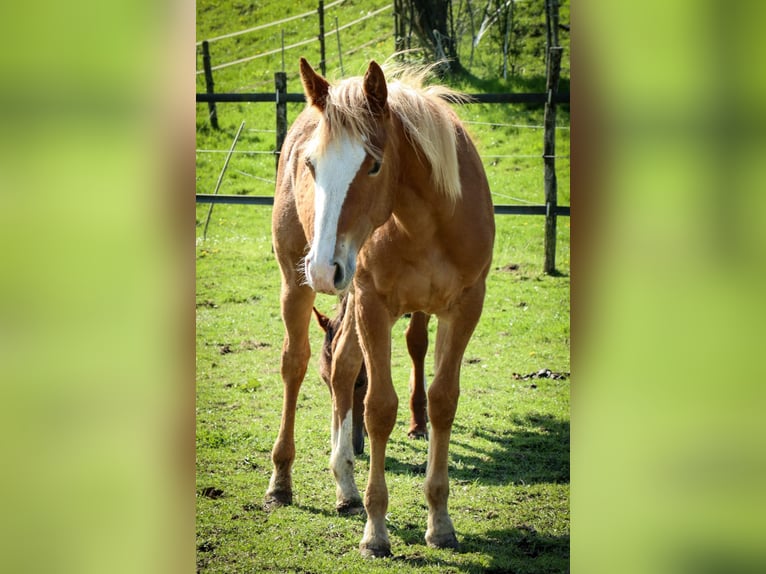American Quarter Horse Merrie 1 Jaar Vos in Burscheid